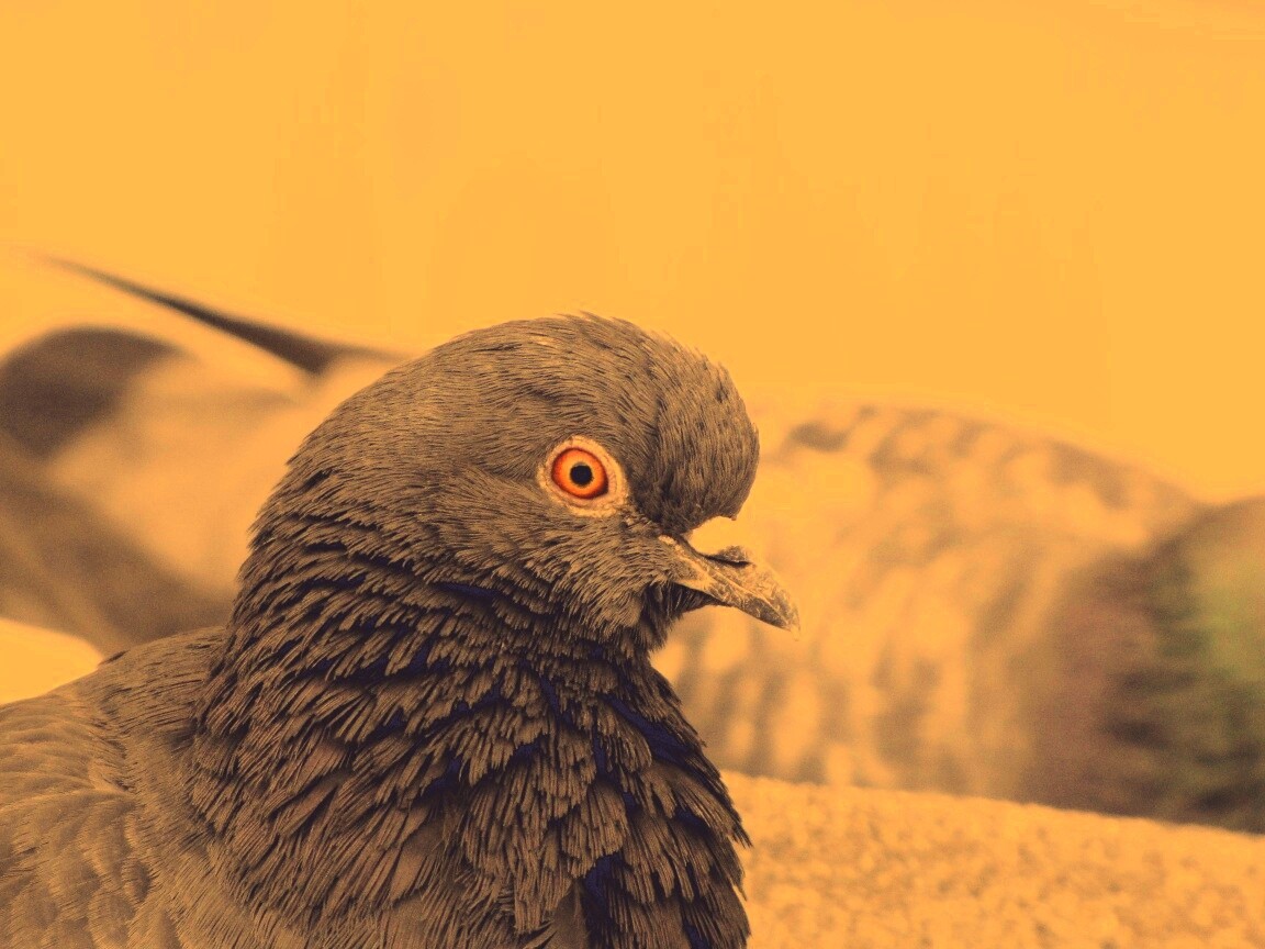 Смотрит в самую душу обои