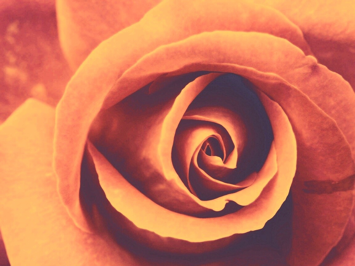 Красивая розовая роза обои