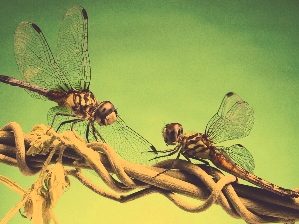 Две стрекозы обои