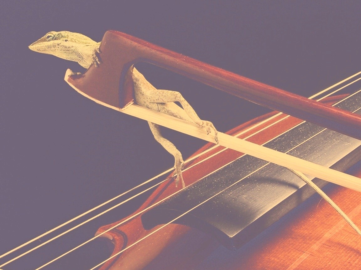 Ящерка на виолончели обои