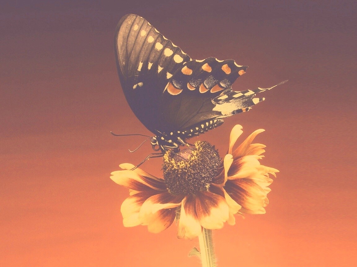 Бабочка на цветке обои