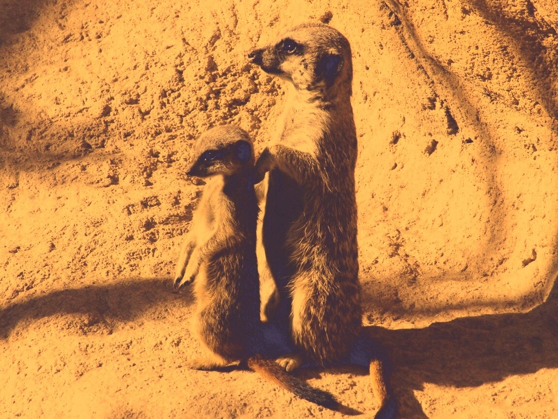 Сурикаты на страже отчизны обои