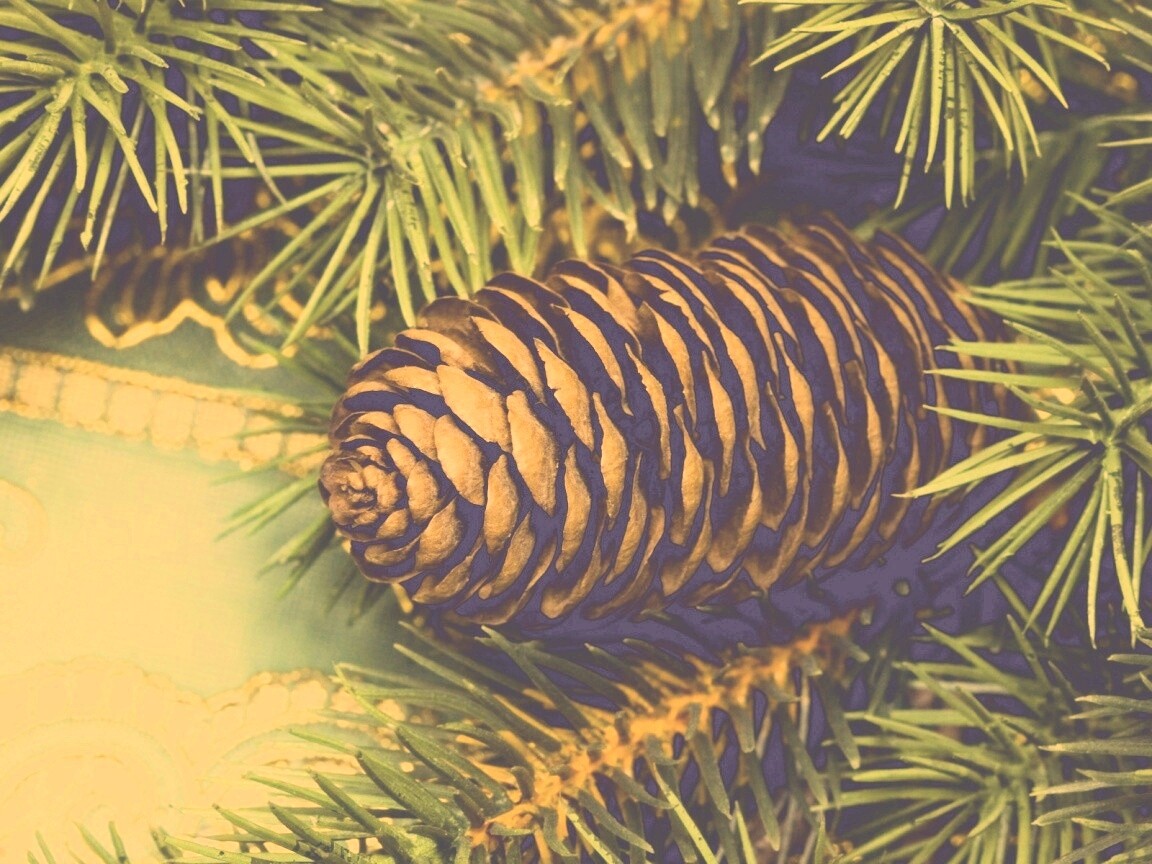 Шишка на елке обои