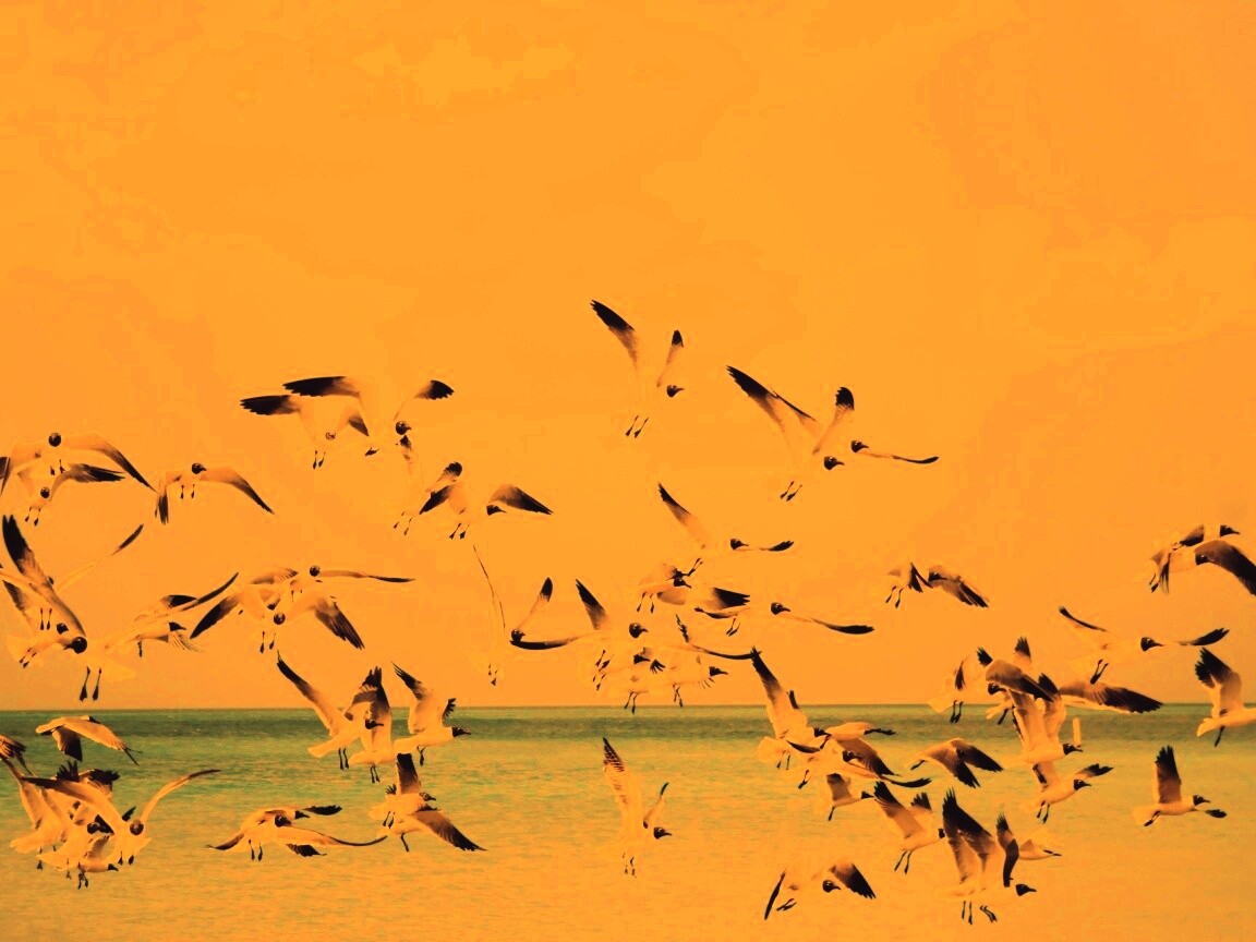 Стая взлетающих чаек обои