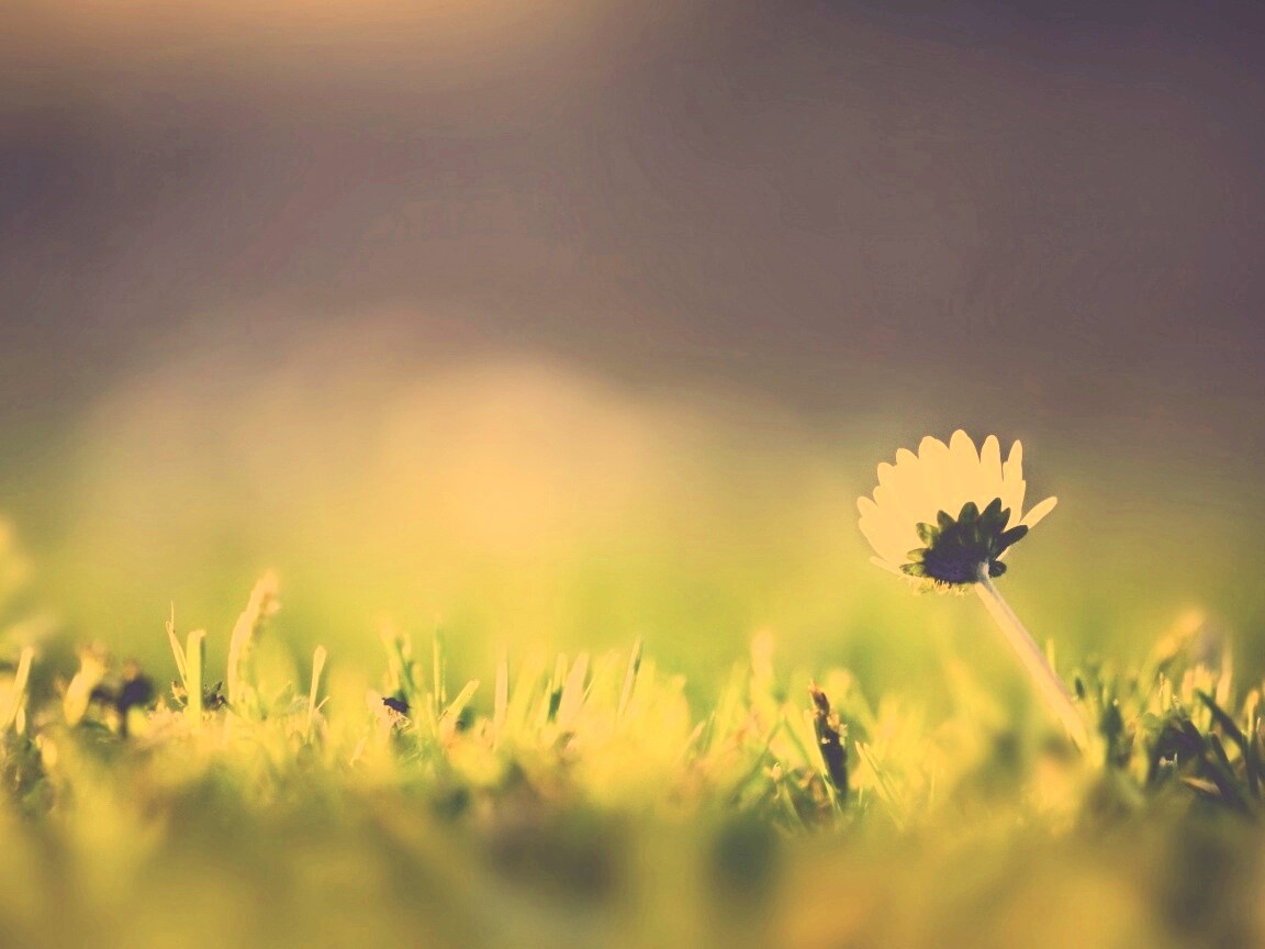 Цветок на траве обои