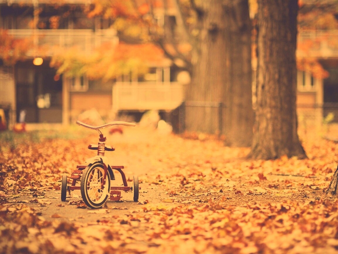 Трёхколёсный друг на осенней дорожке обои
