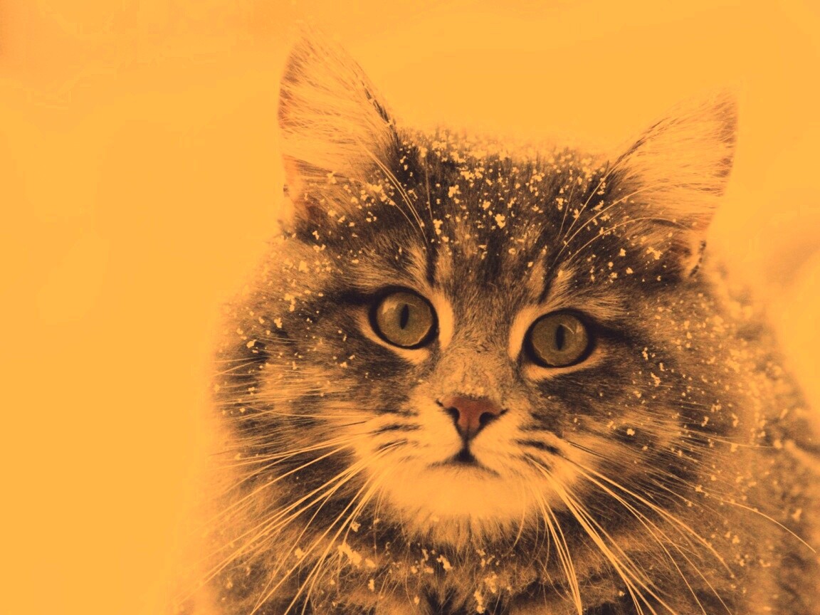 Кот в снегу обои