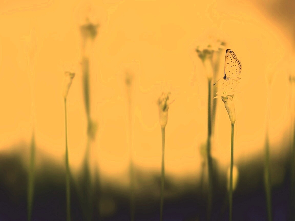 Бабочка на цветке обои