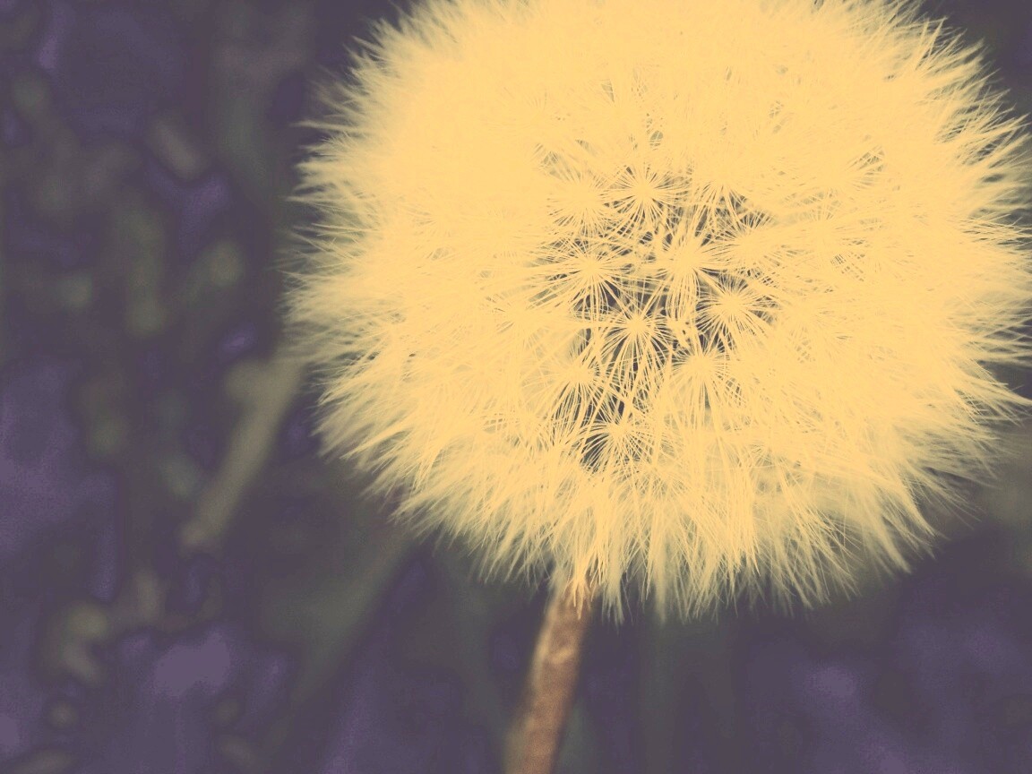 Одуванчик обои