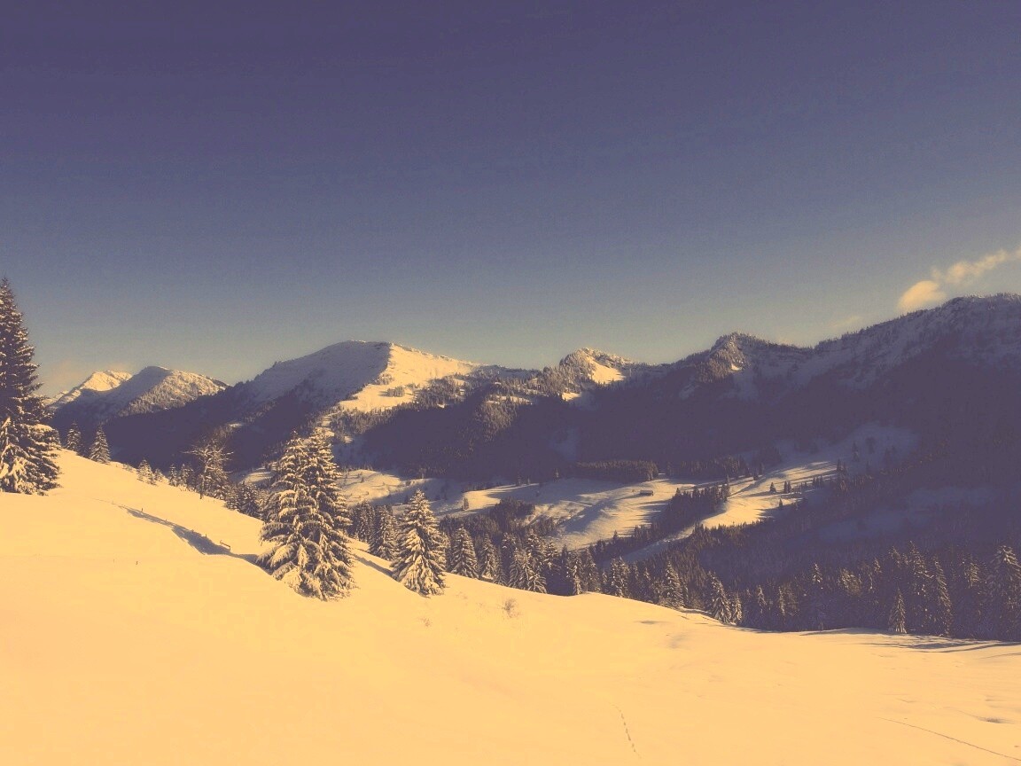 Лес в горах обои