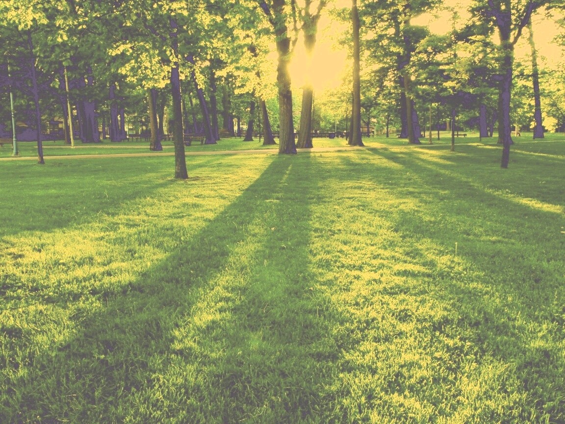 Лучи солнца сквозь листву деревьев обои