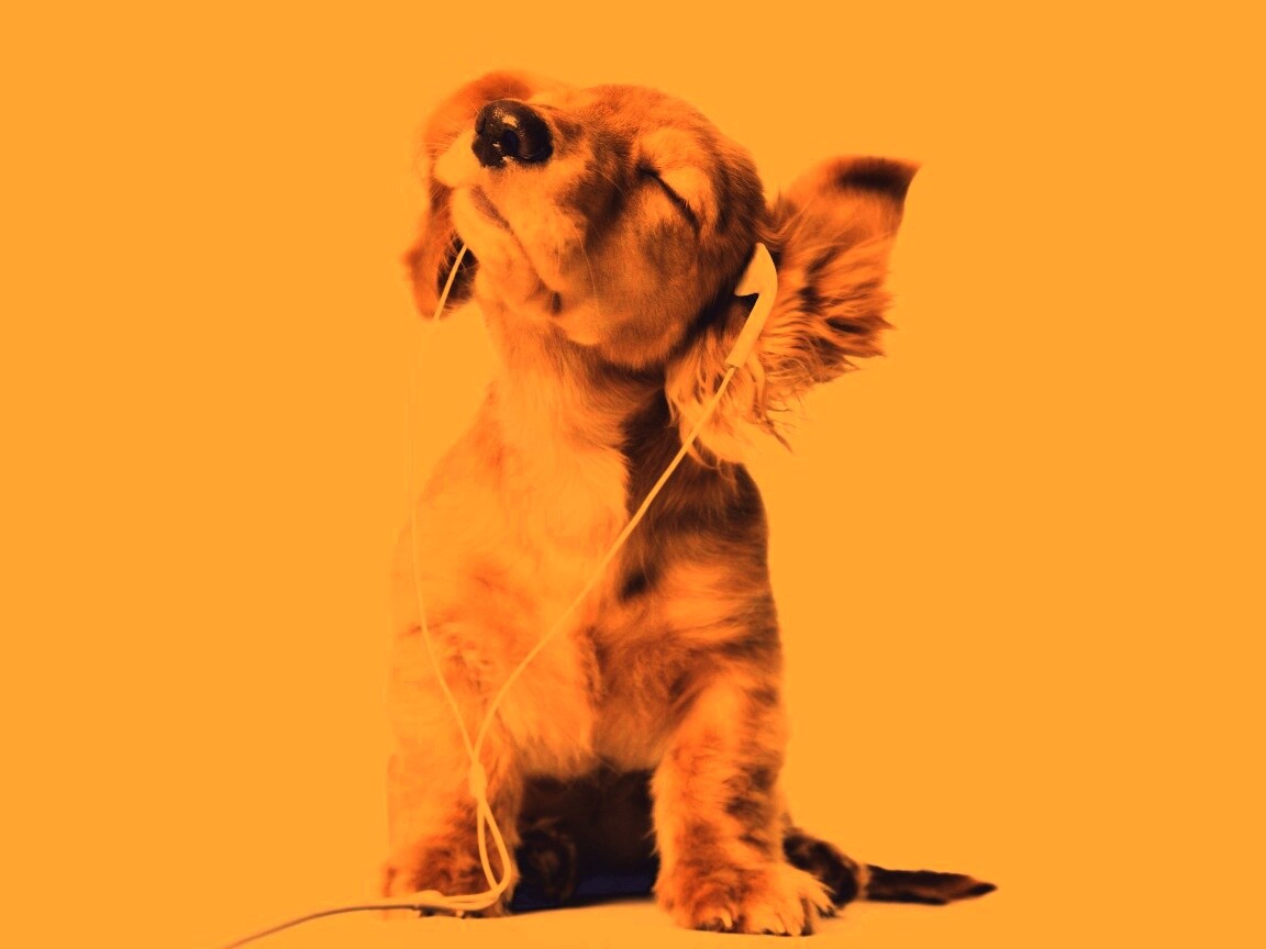 Щенок в наушниках обои