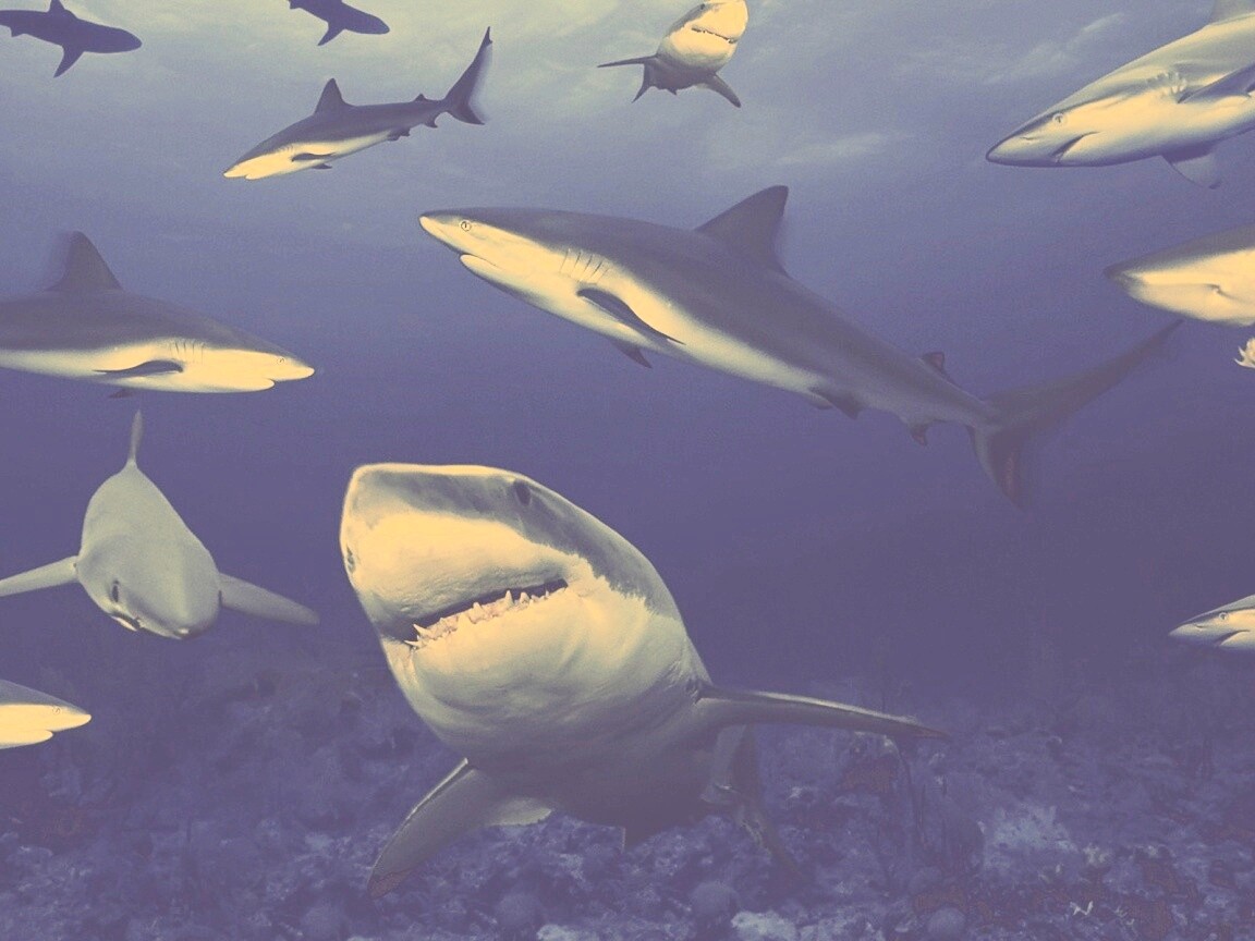 Стая акул обои