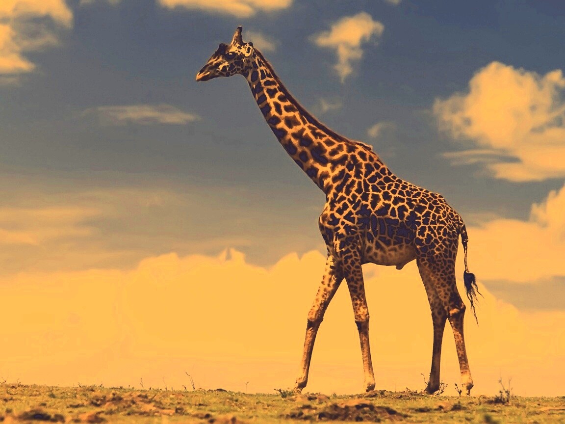 Жираф на прогулке обои