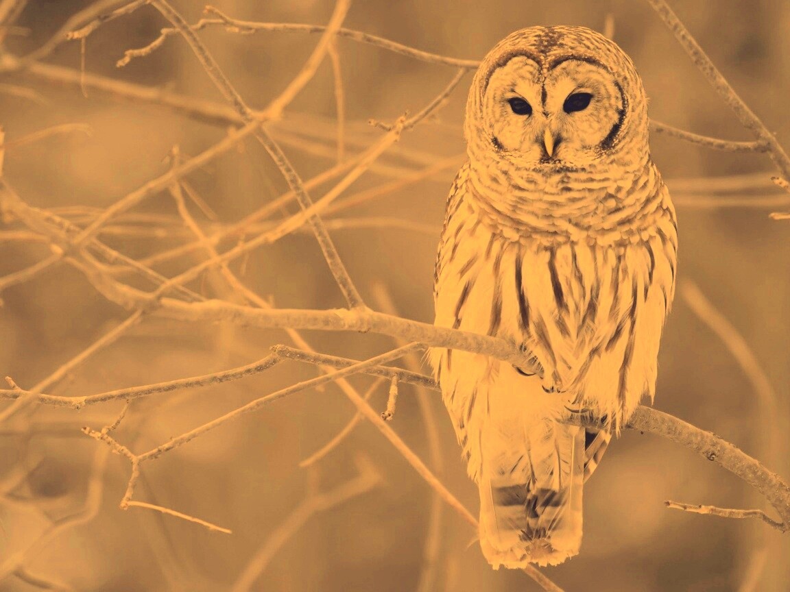 Серая сова обои