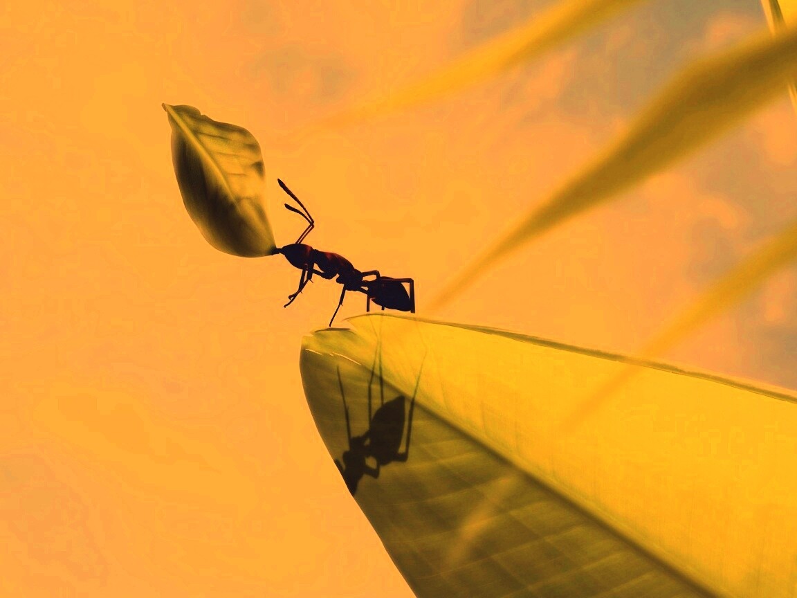 Муравей тащит лист обои