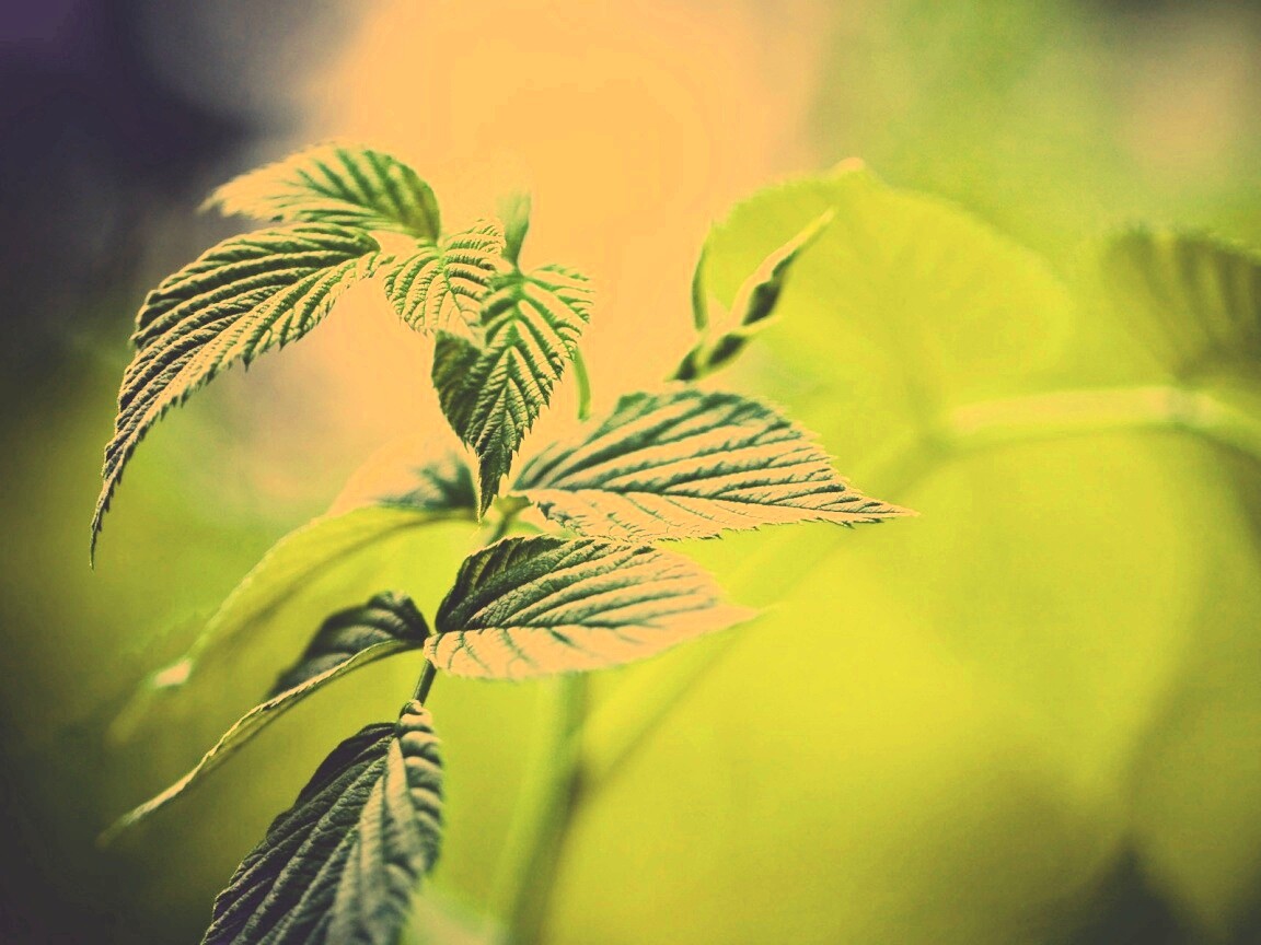 Листья малины обои