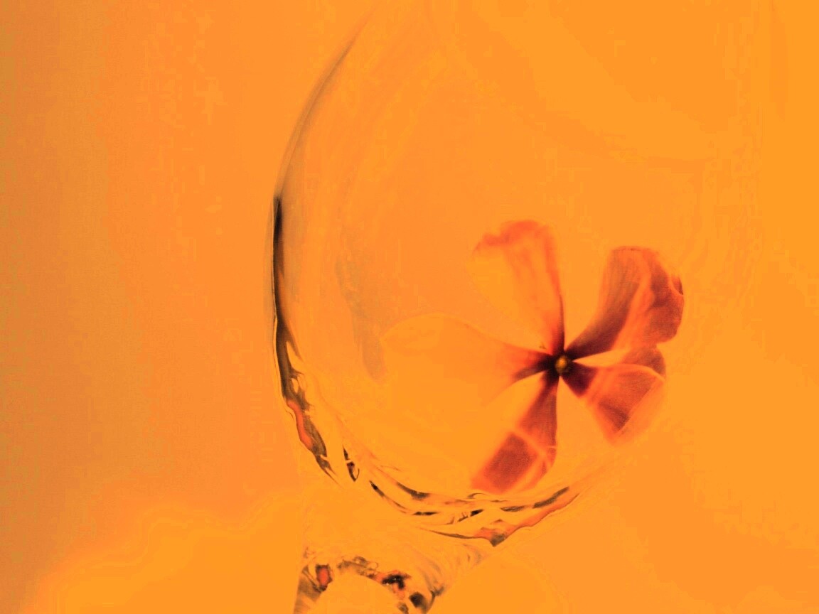 Нежный цветок в бокале на фоне голубого неба обои