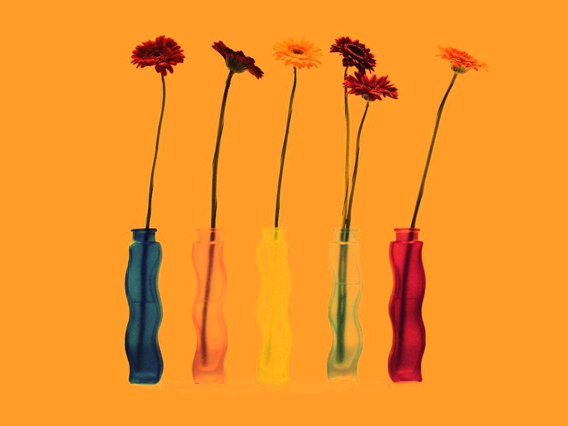 Герберы в изогнутых вазах обои