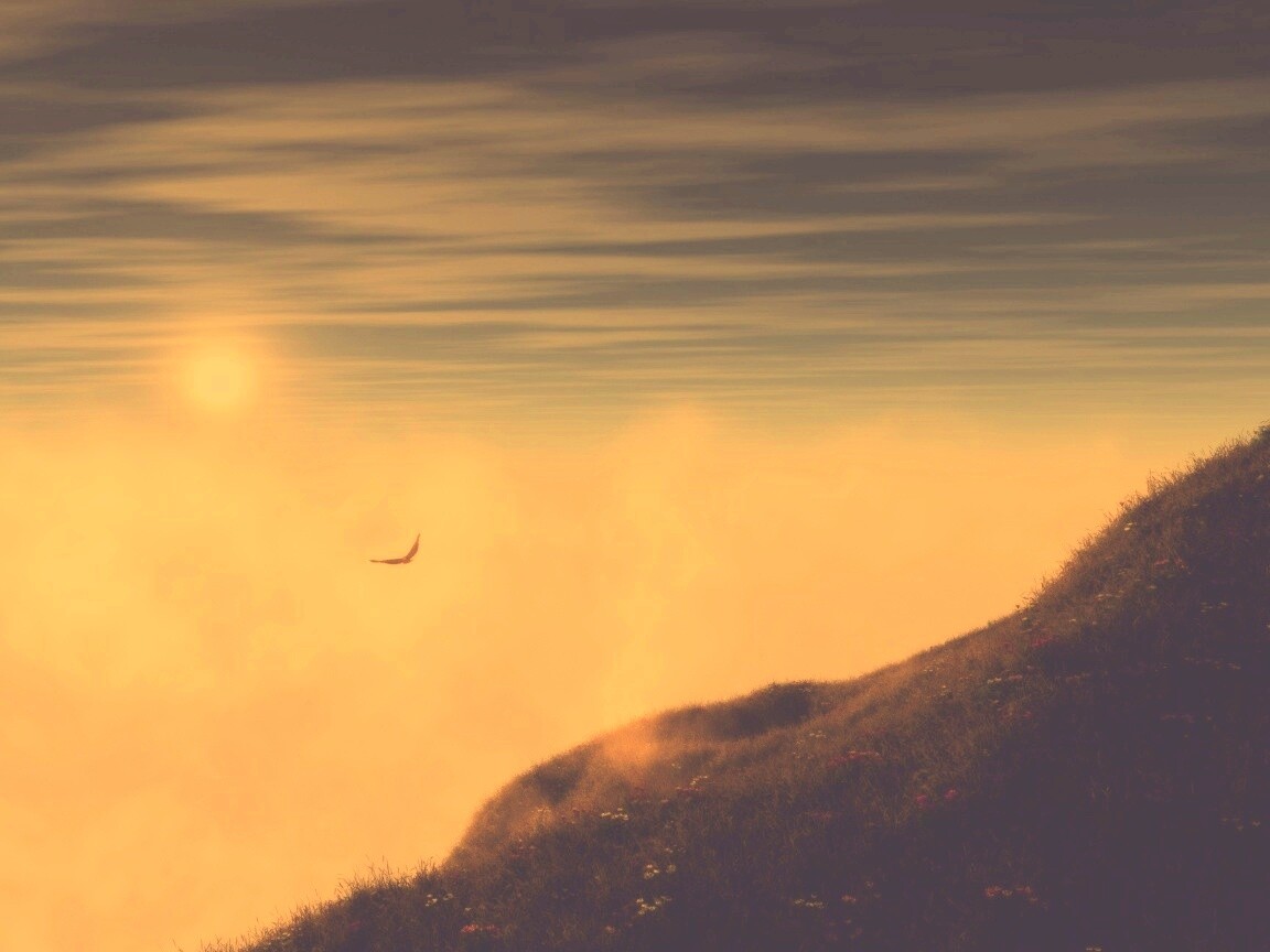 Птица парит над туманом обои