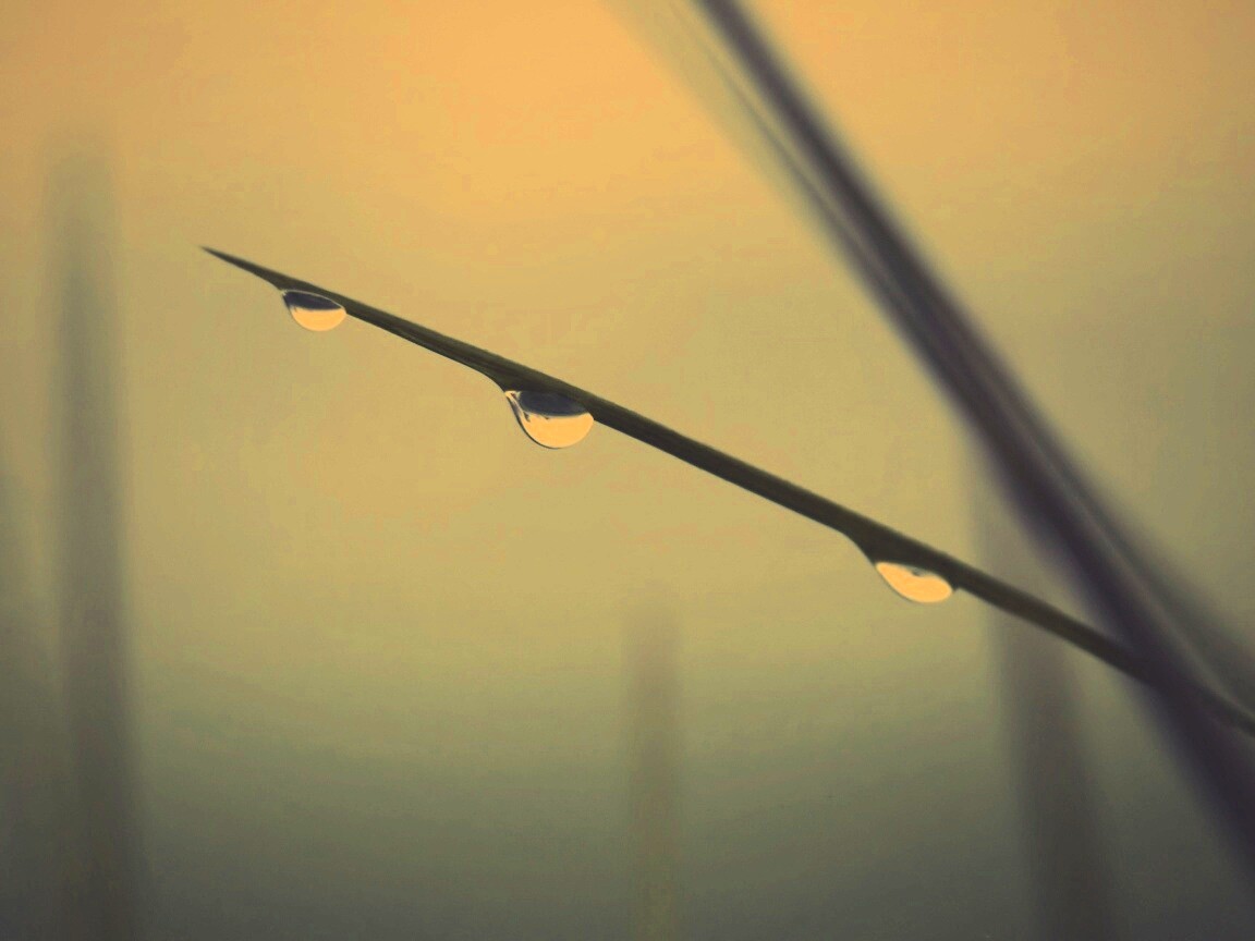 Трава после дождя обои