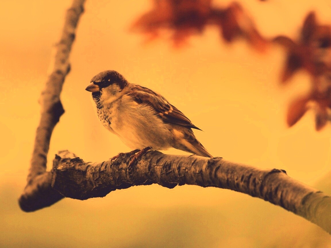 Птичка на ветке обои