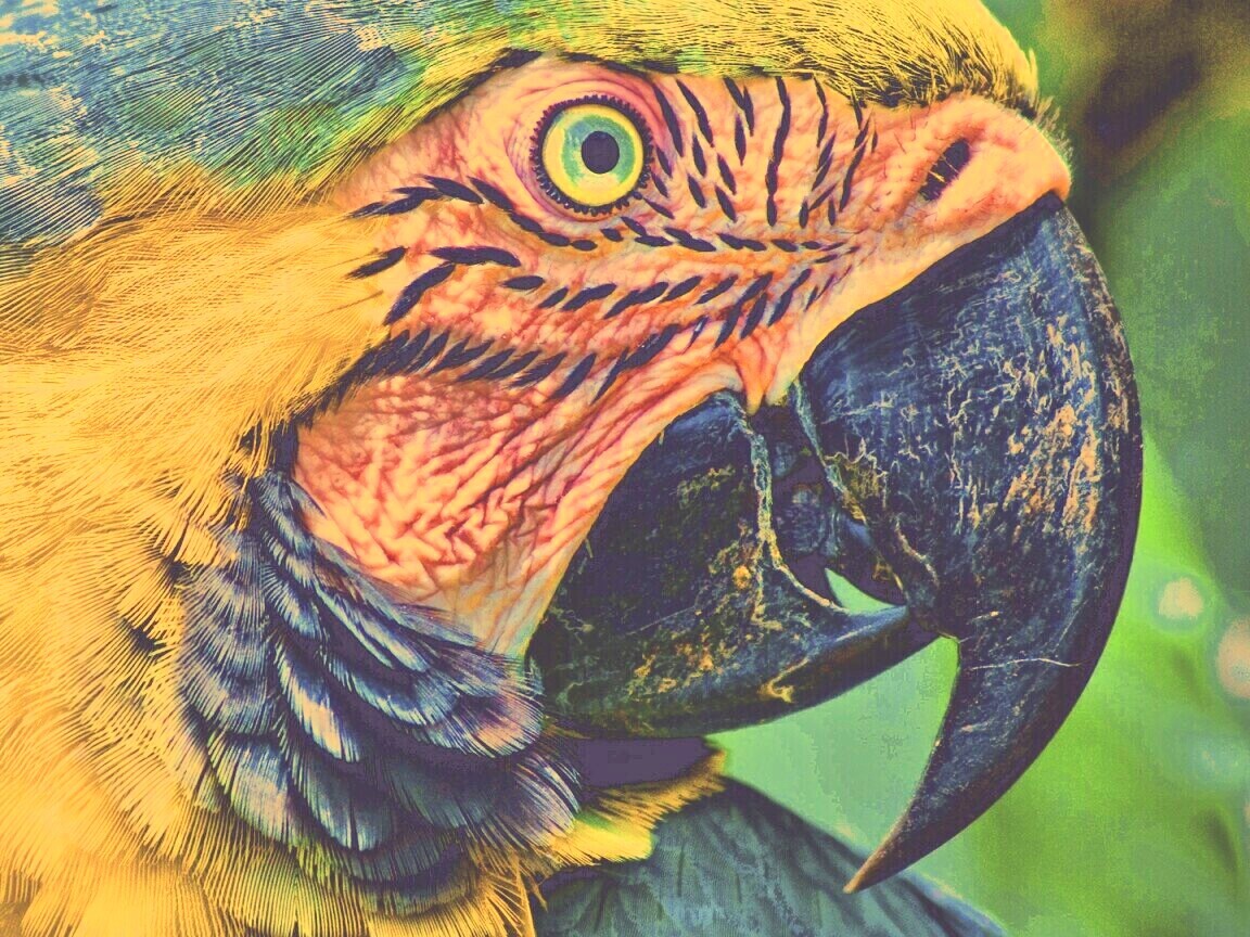 Попугай обои