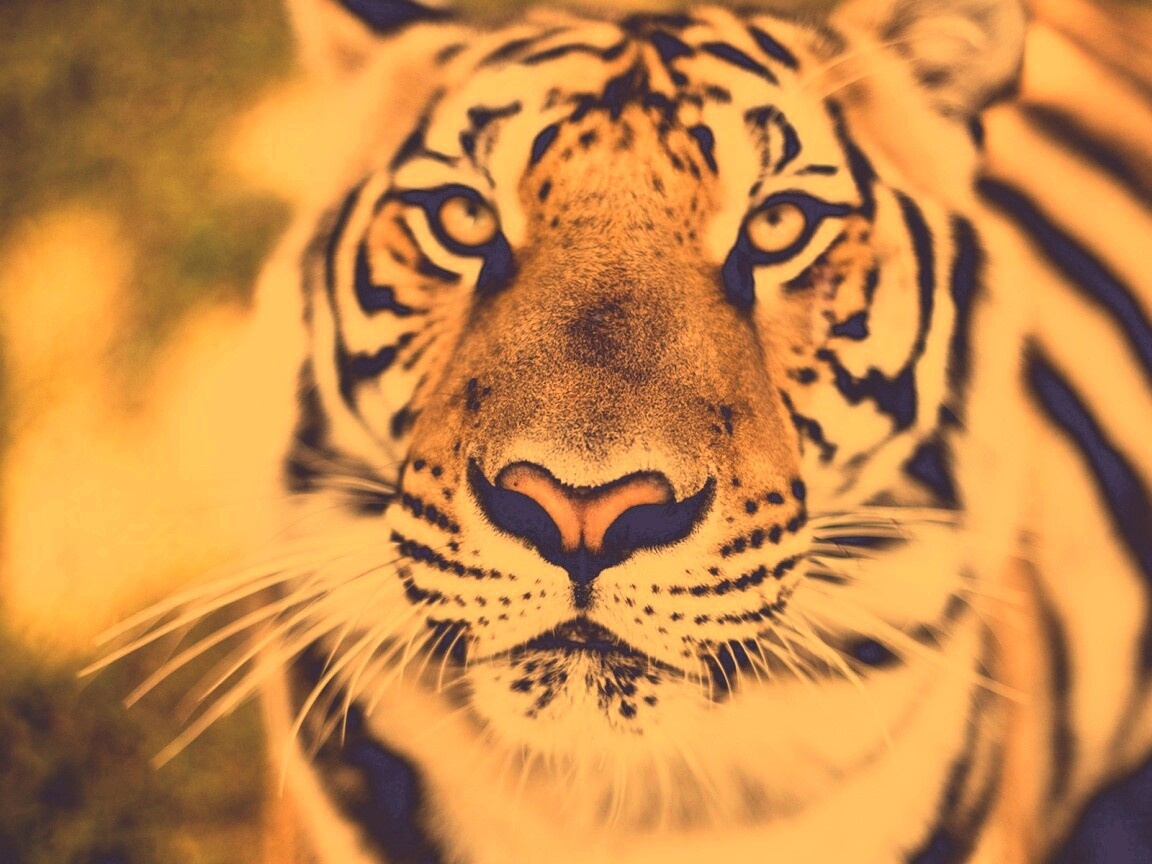 Красавец тигр обои