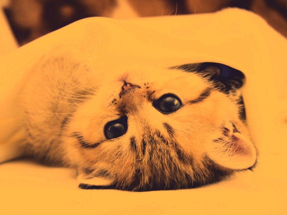 Котёнок вверх ногами обои