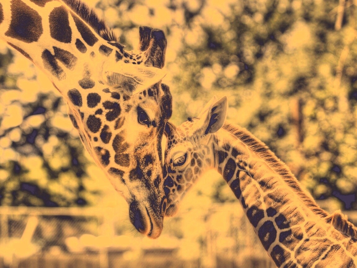 Жирафа и жирафёнок обои