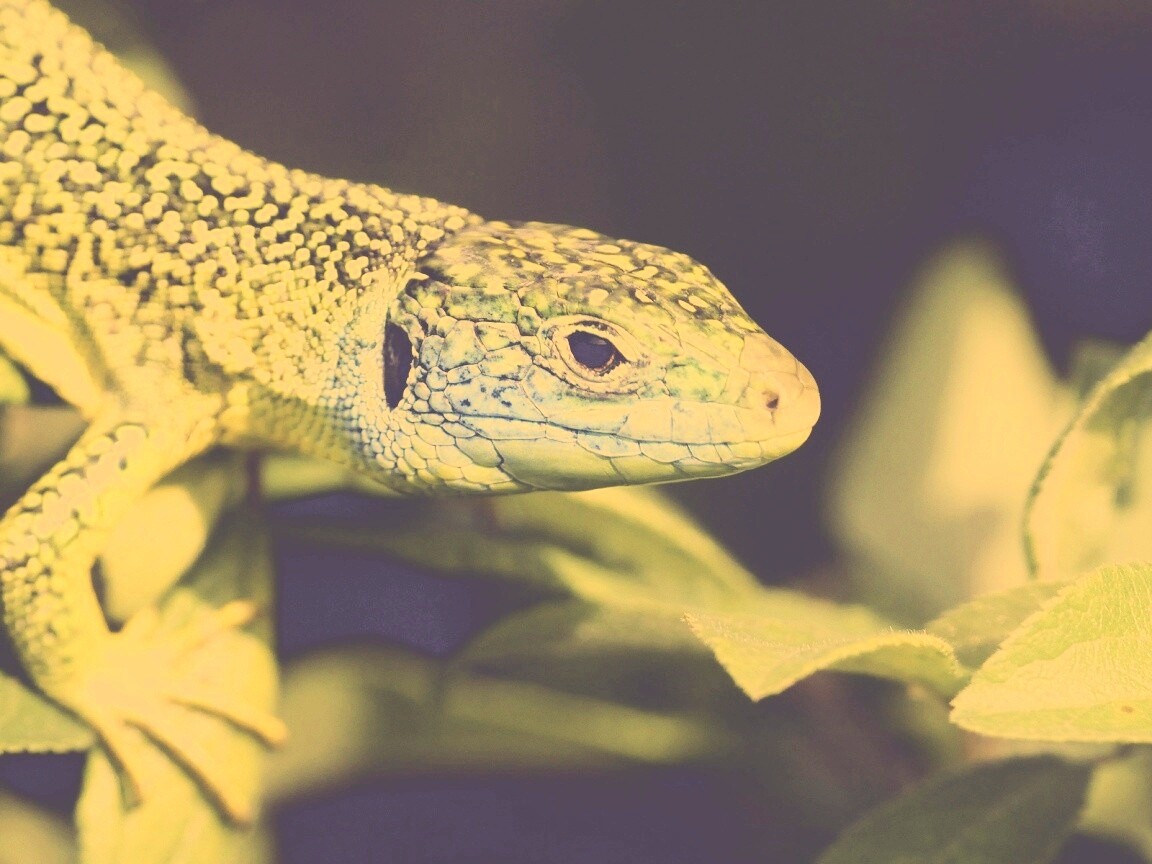 Ящерка на листьях обои