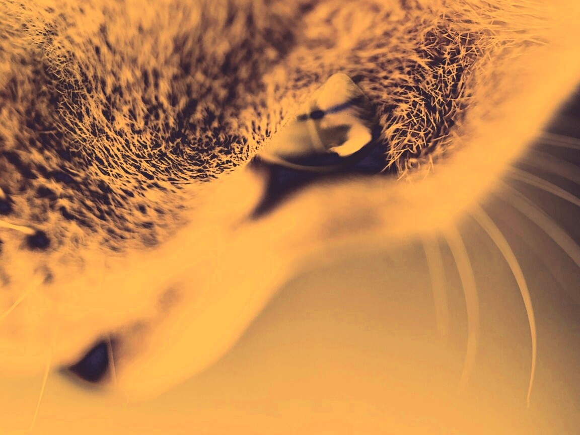 Макро фото мордашки кота обои