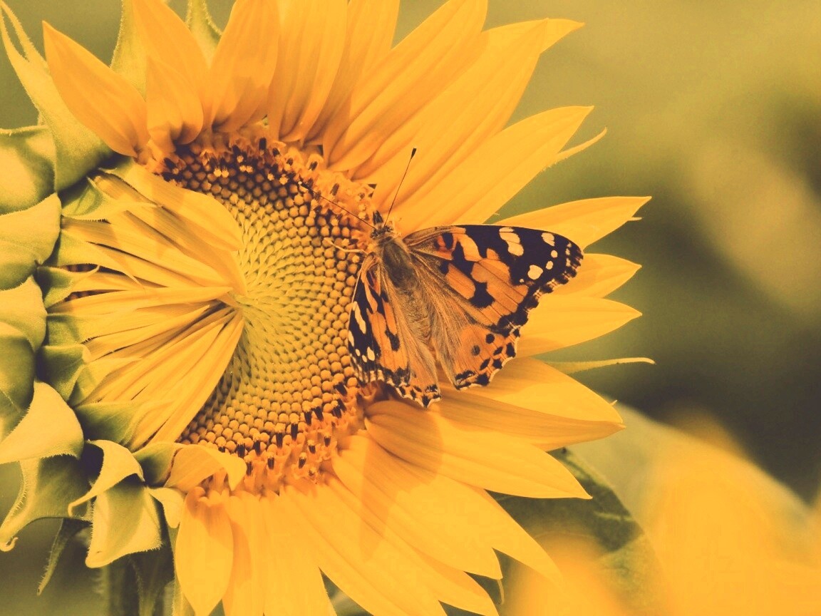 Бабочка на подсолнухе обои