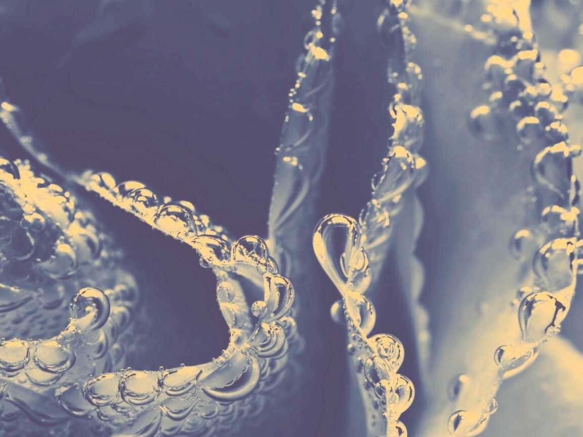 Капельки росы на синих лепестках обои