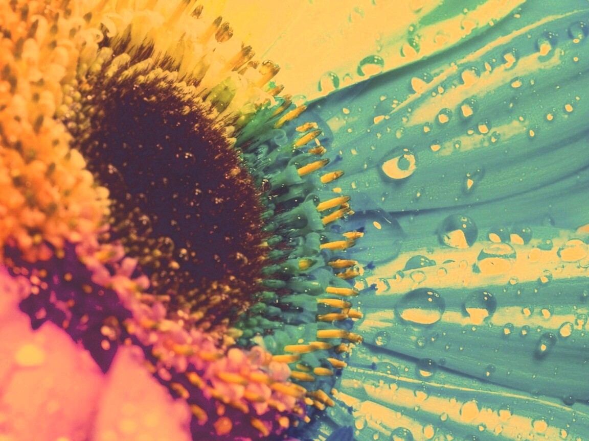 Цветик семицветик обои