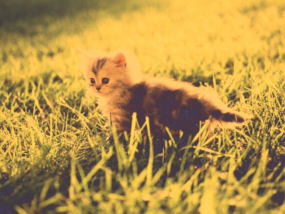 Котёнок в траве обои