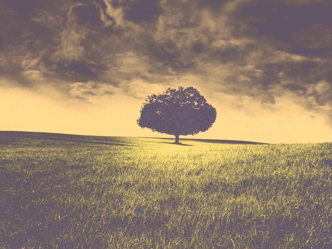 Одинокое дерево под грозовым небом обои