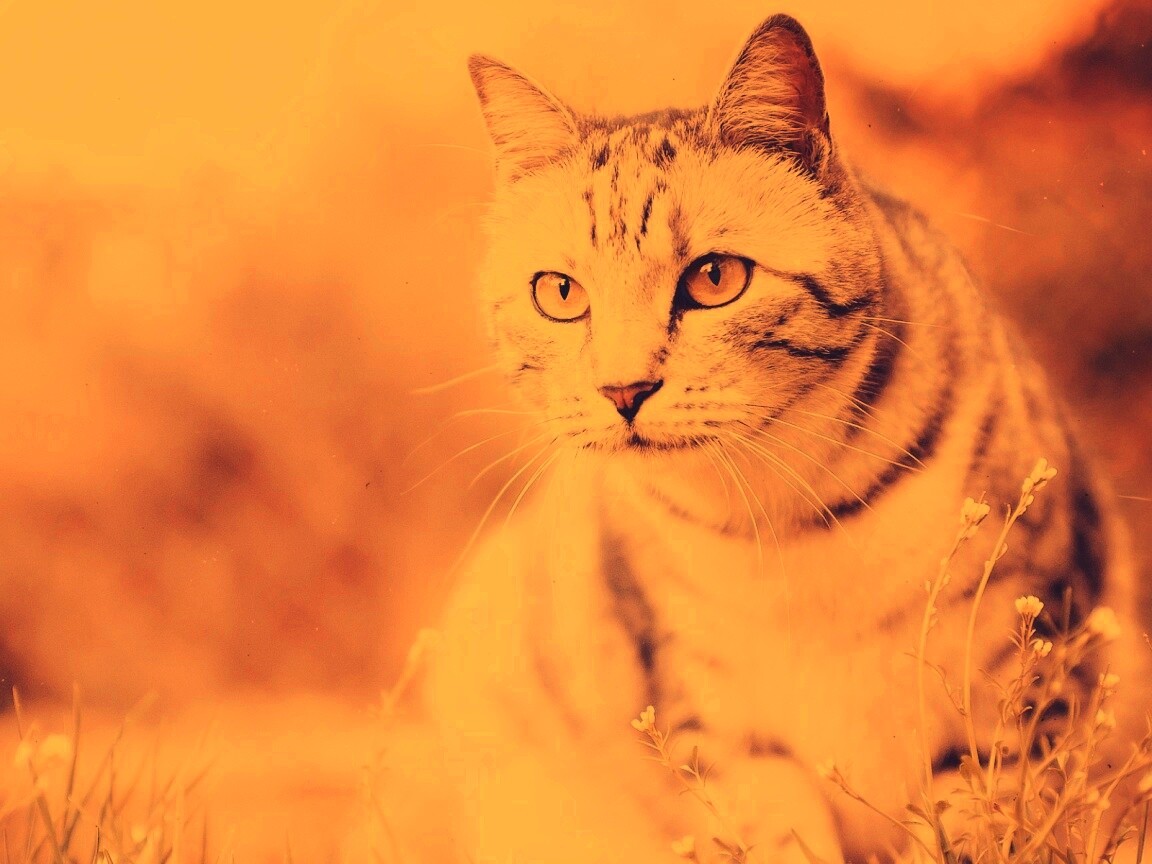 Кот в теплых тонах обои