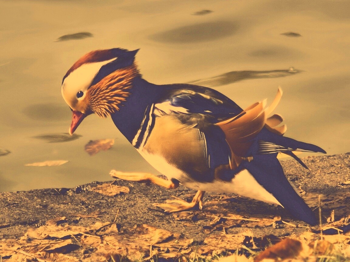 Уточка - мандаринка обои