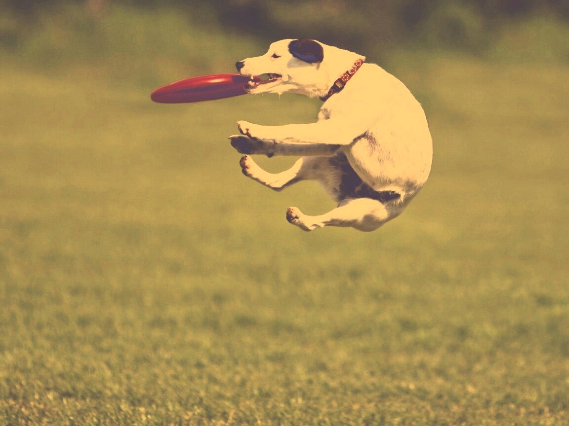 Ловкач обои