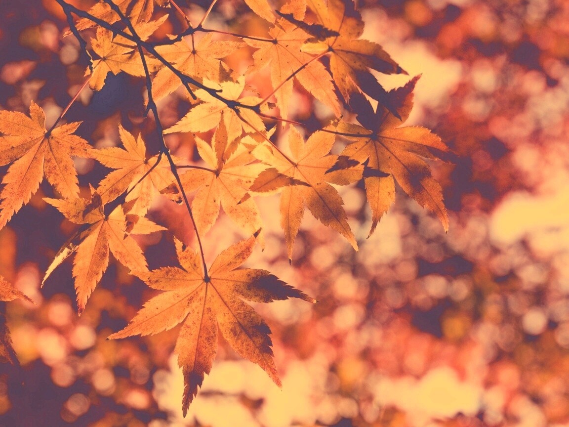 Осенние листья обои
