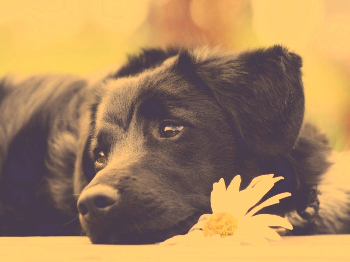 Собака с ромашкой обои