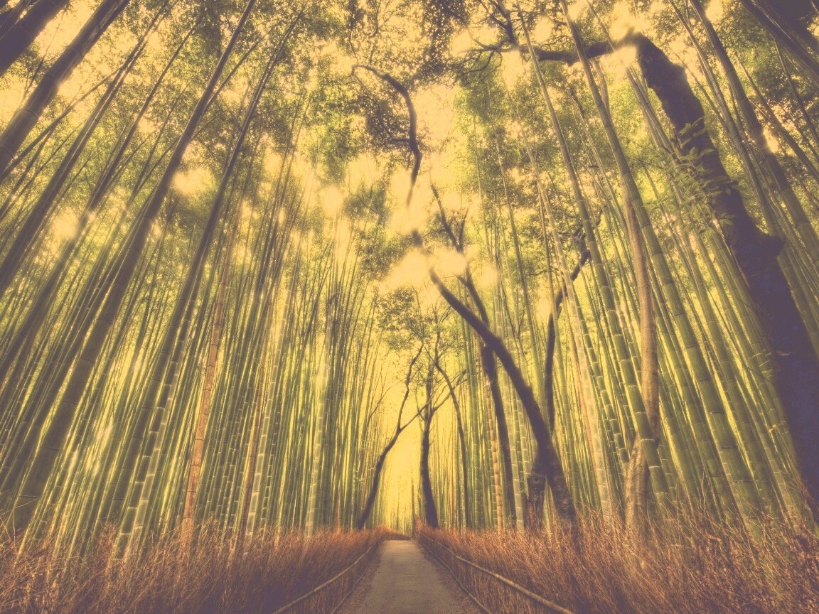 Дорога в тростниковых зарослях обои