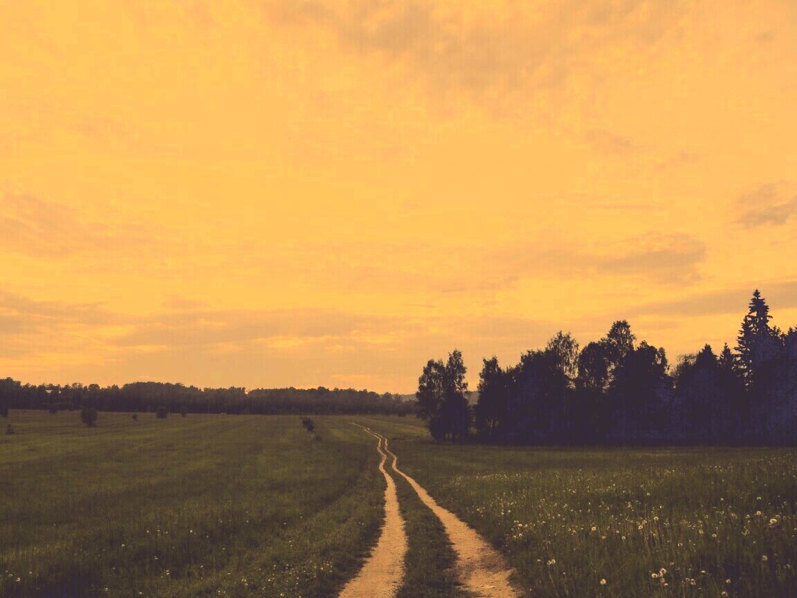 Дорога к лесу обои