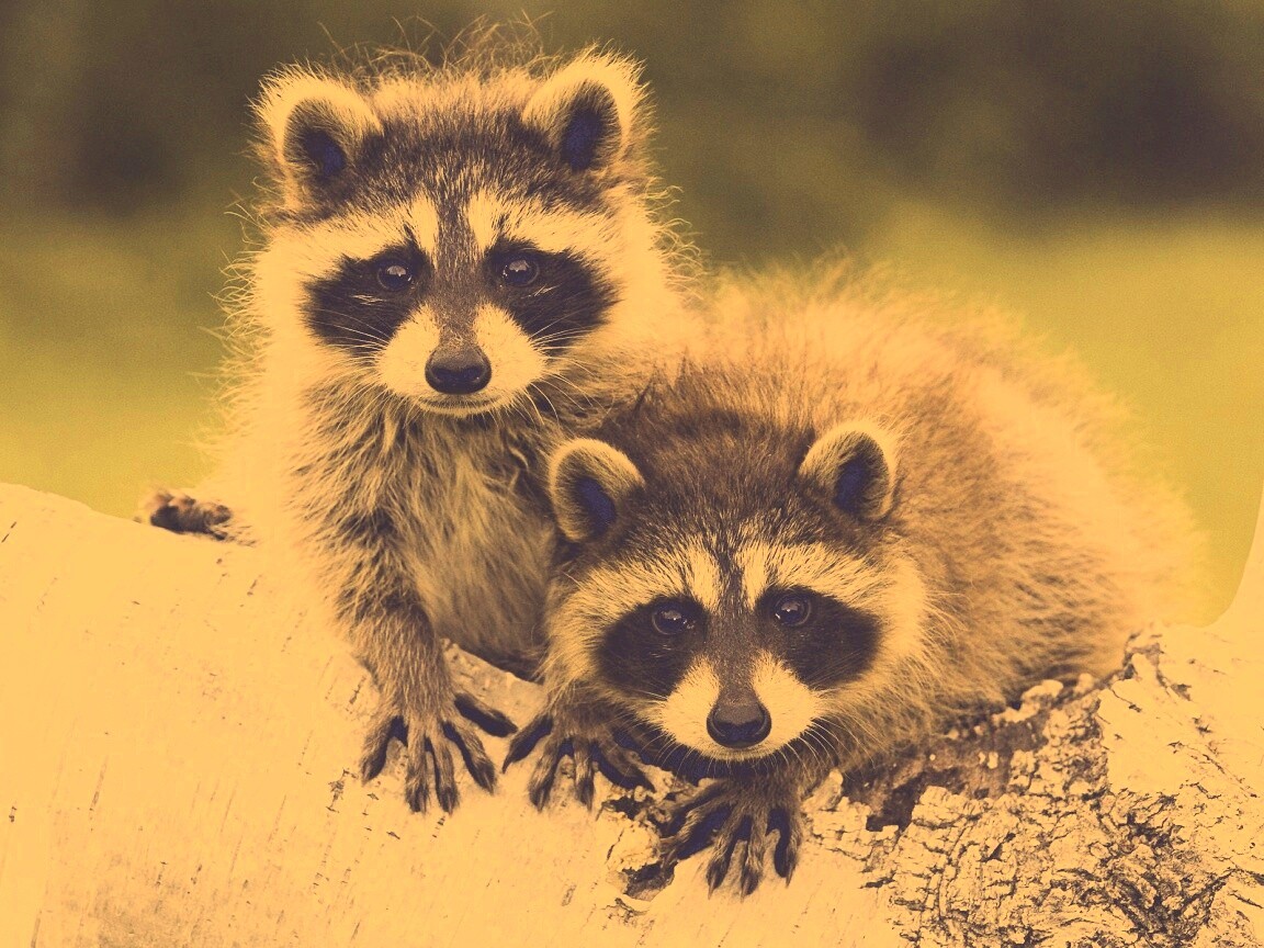 Полосатики обои