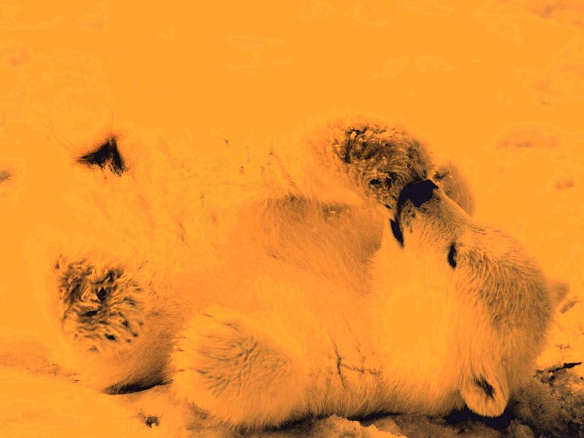 Мишка на севере обои