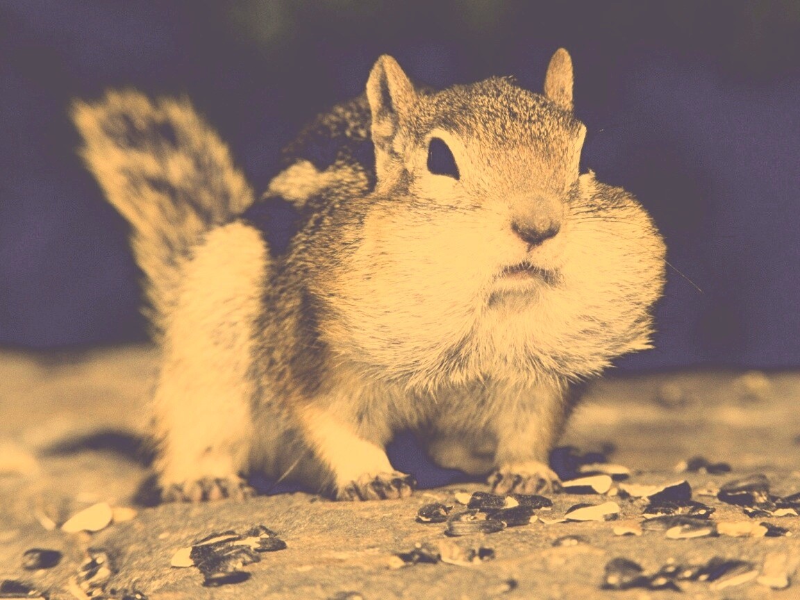 Не жадный, а бережливый обои