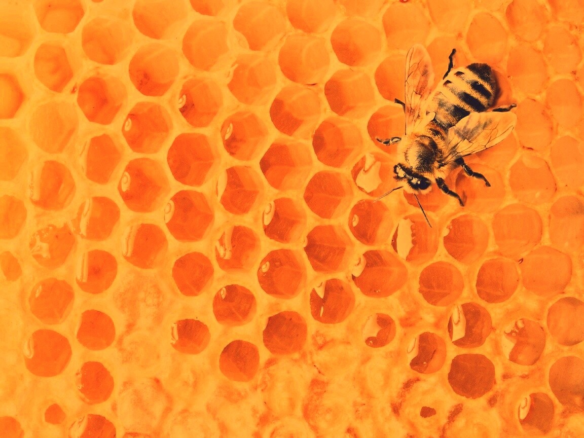 Пчела на сотах с медом обои