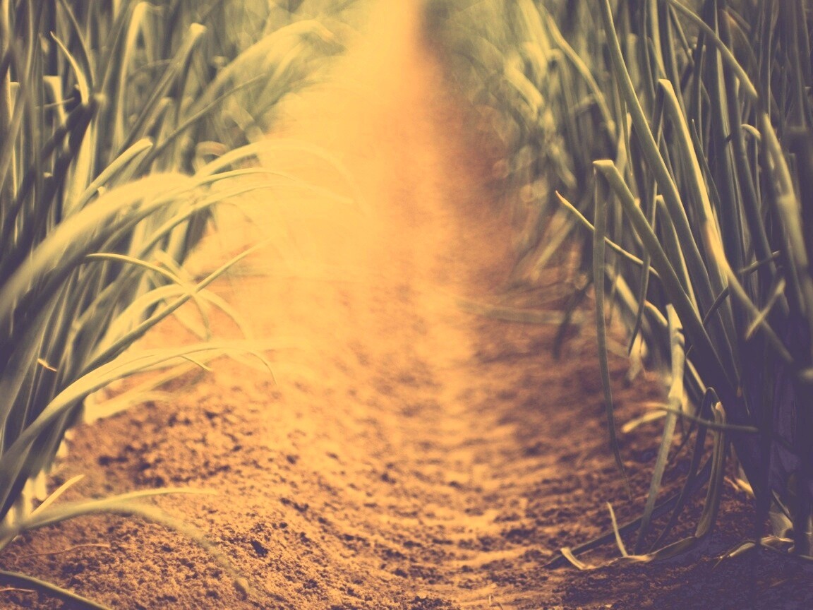 Тропинка в траве обои