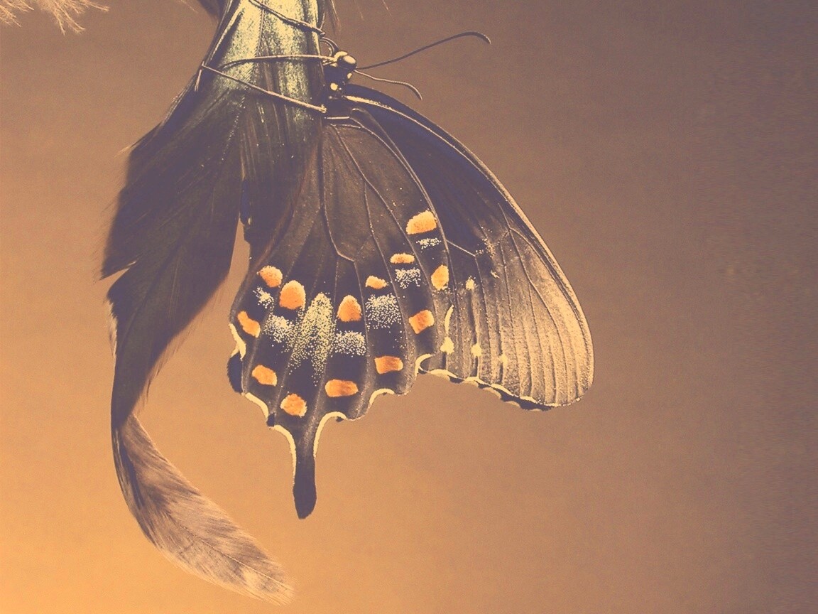 Красивая бабочка обои